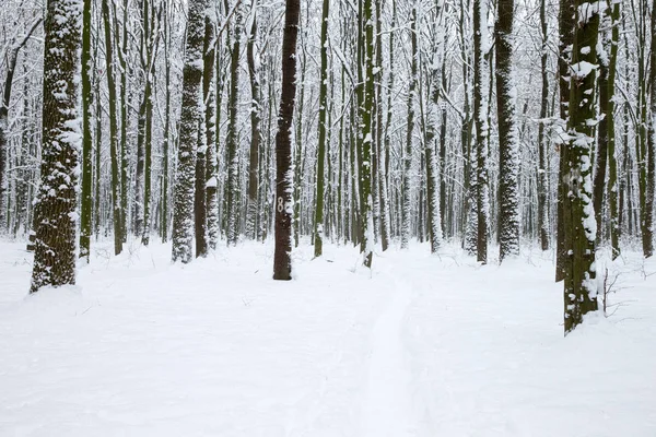 Floresta Inverno Estrada Paisagem Inverno — Fotografia de Stock