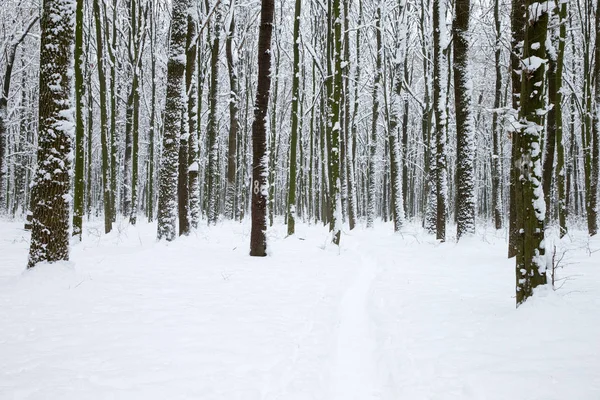 Forêt Hiver Route Paysage Hivernal — Photo