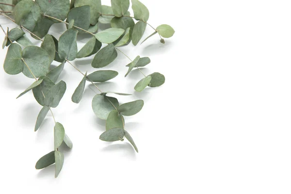 Zielone Liście Eukaliptusa Gałęzie Eukaliptusa Izolowane Białym Tle — Zdjęcie stockowe