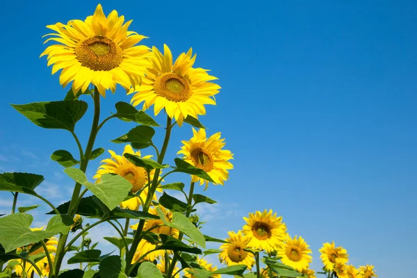 Sonnenblumenfeld Mit Wolkenlosem Blauem Himmel — Stockfoto