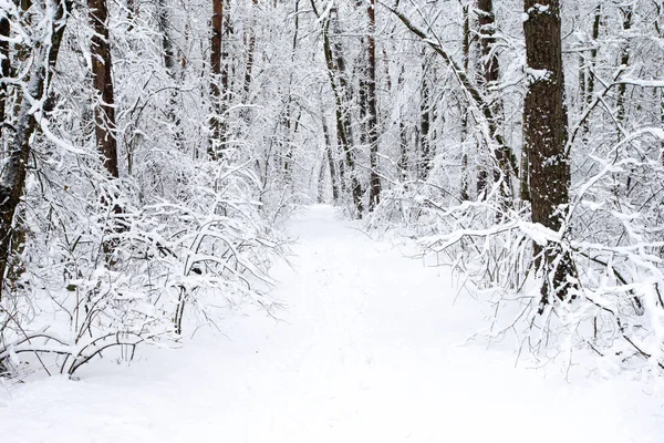 Vackra Vinter Skogen Och Vägen — Stockfoto