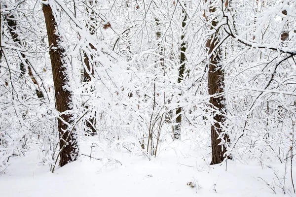 güzel kış orman ve yol