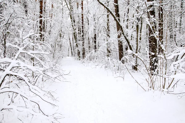 Bella Foresta Invernale Strada — Foto Stock