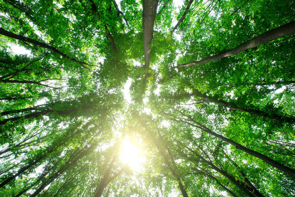 Árboles Forestales Naturaleza Madera Verde Luz Del Sol Fondos — Foto de Stock