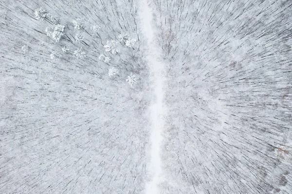 Vackra Vinter Skogen Och Vägen — Stockfoto