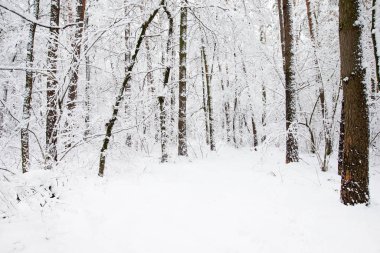 güzel kış orman ve yol