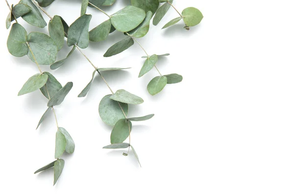 Folhas verdes eucalipto. ramos de eucalipto isolado em b branco — Fotografia de Stock