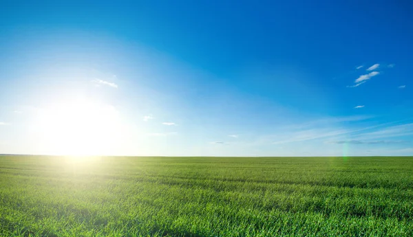 Campo de grama e céu perfeito — Fotografia de Stock