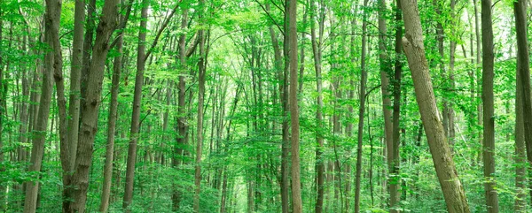 Leśne drzewa. natura zielone drewno sunlight tła — Zdjęcie stockowe