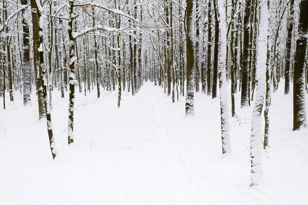 Hermoso bosque de invierno y el camino —  Fotos de Stock