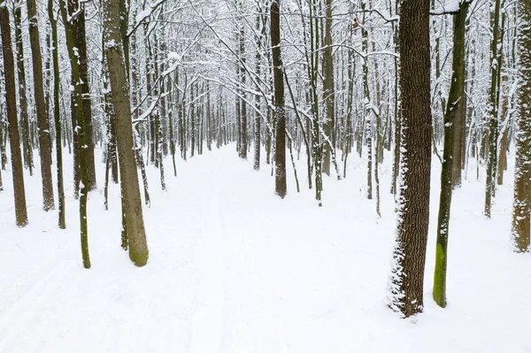 Hermoso bosque de invierno y el camino —  Fotos de Stock