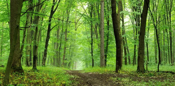 Деревья леса. путь в зеленом лесу — стоковое фото