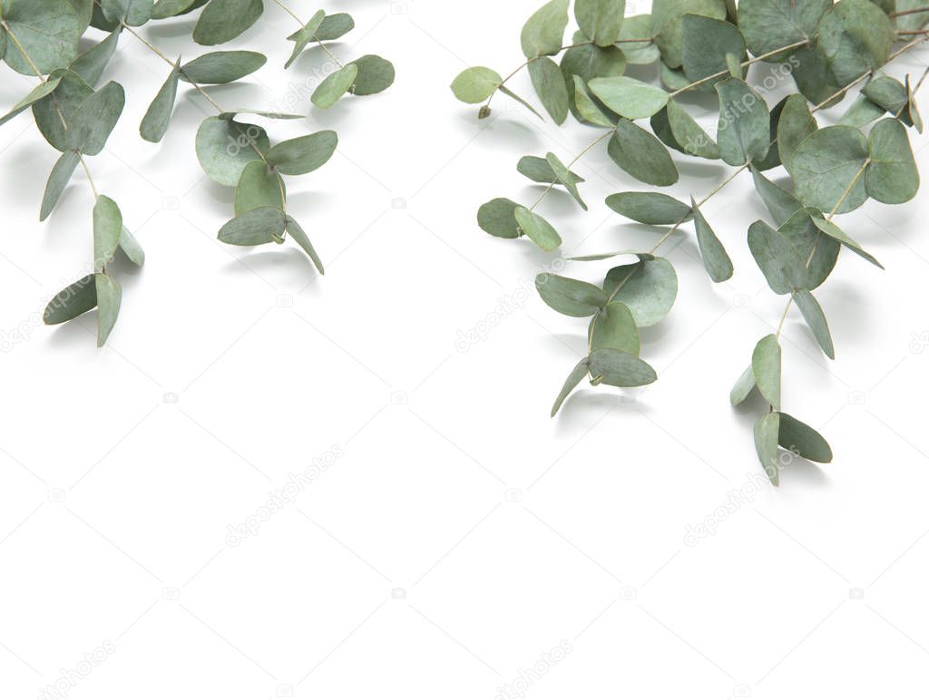 green leaves eucalyptus. branches eucalyptus isolated on white b