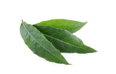 Körfez yaprakları beyaz arkaplanda izole