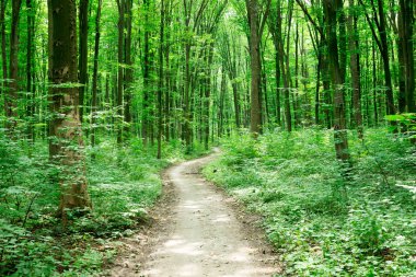 Yeşil orman ağaçları. doğa yeşil ahşap güneş ışığı arka planı