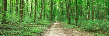 Yeşil orman ağaçları. doğa yeşil ahşap güneş ışığı arka planı