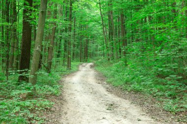 Yeşil orman ağaçları. doğa yeşil ahşap güneş ışığı arka planı