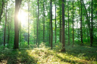 Orman ağaçları. doğa yeşil ahşap güneş ışığı arka planı