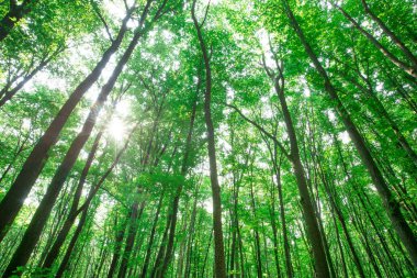 Orman ağaçları. doğa yeşil ahşap güneş ışığı arka planı