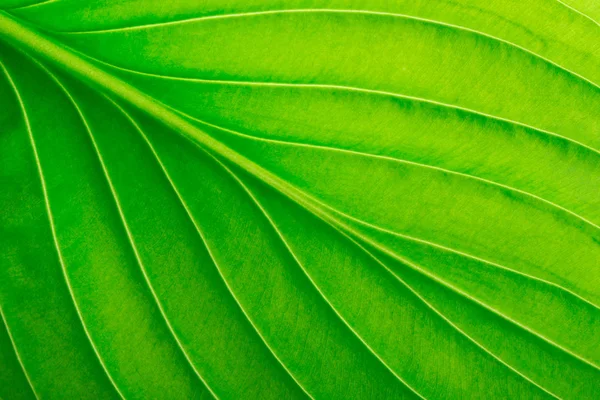 Tekstura zielonego liścia jako tło. tekstura liści — Zdjęcie stockowe