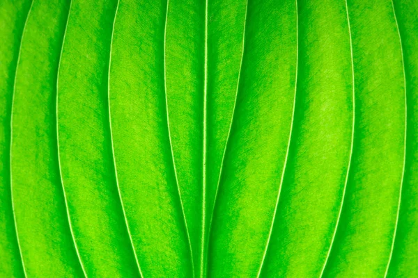 Textura de una hoja verde como fondo. textura de la hoja — Foto de Stock