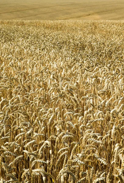 Campo de trigo dorado y día soleado —  Fotos de Stock