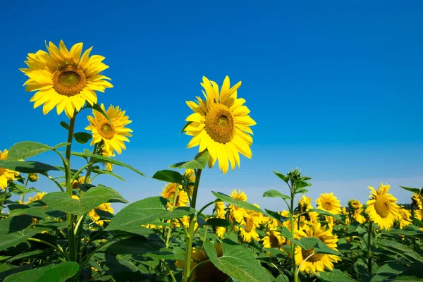 Sunflower field with cloudy blue sky — Stock Photo, Image