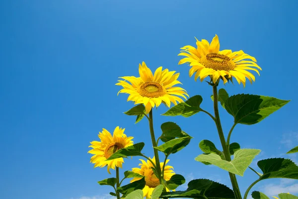 Zonnebloemenveld met bewolkte blauwe lucht — Stockfoto