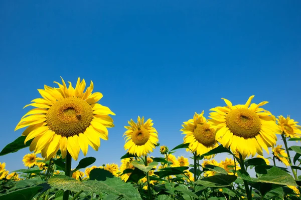 Sunflower field with cloudy blue sky — Stock Photo, Image