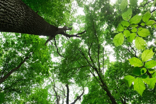 Лесные деревья. природа зеленая древесина солнечный свет фон — стоковое фото