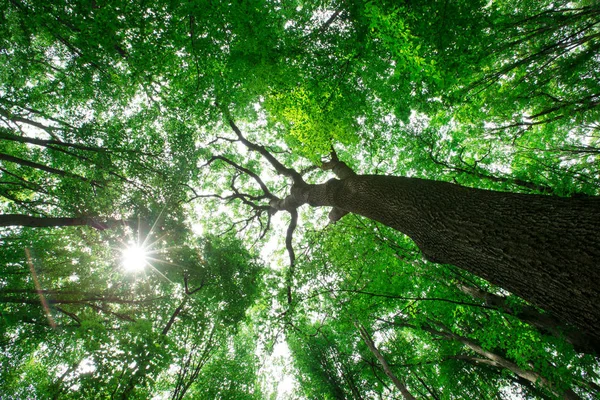 Leśne drzewa. natura zielone drewno sunlight tła — Zdjęcie stockowe