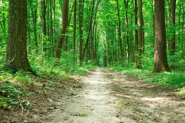 Green Forest trees. nature green wood sunlight backgrounds — Stock Photo, Image