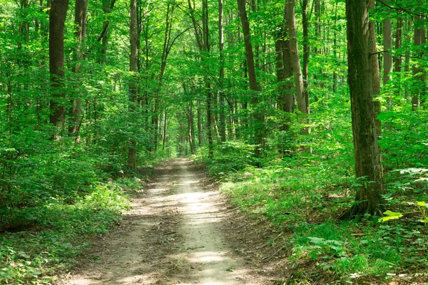Groene Bos bomen. natuur groen hout zonlicht achtergronden — Stockfoto