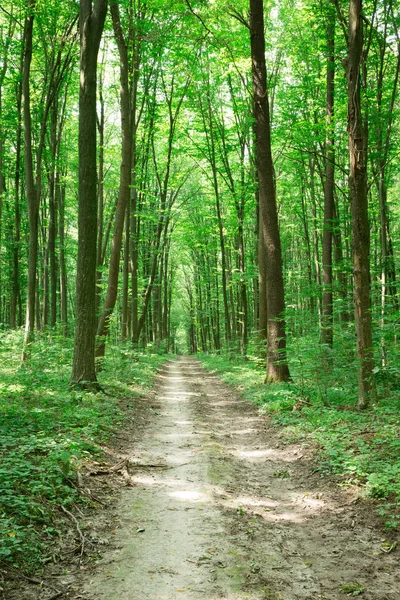 Árboles verdes del bosque. naturaleza madera verde luz del sol fondos —  Fotos de Stock