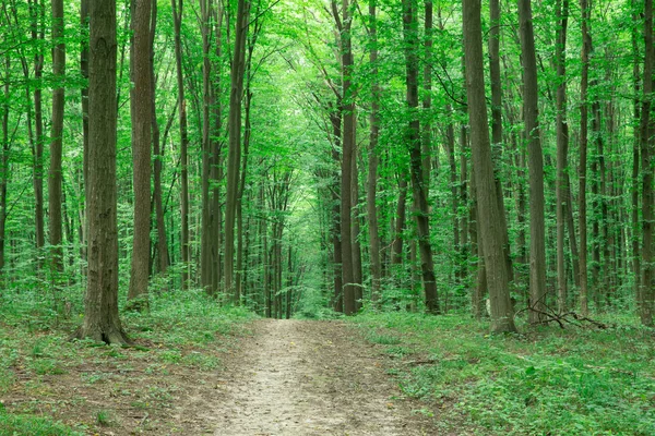 Зеленые деревья леса. природа зеленая древесина солнечный свет фон — стоковое фото