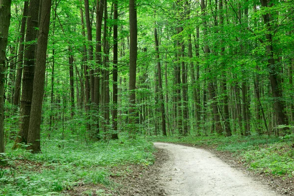 Groene Bos bomen. natuur groen hout zonlicht achtergronden — Stockfoto