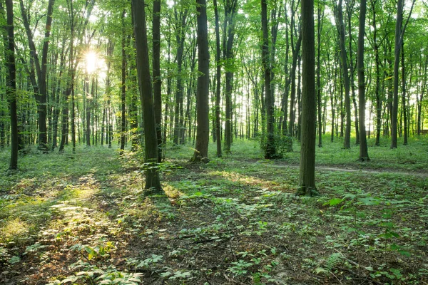Árboles forestales. naturaleza madera verde luz del sol fondos —  Fotos de Stock