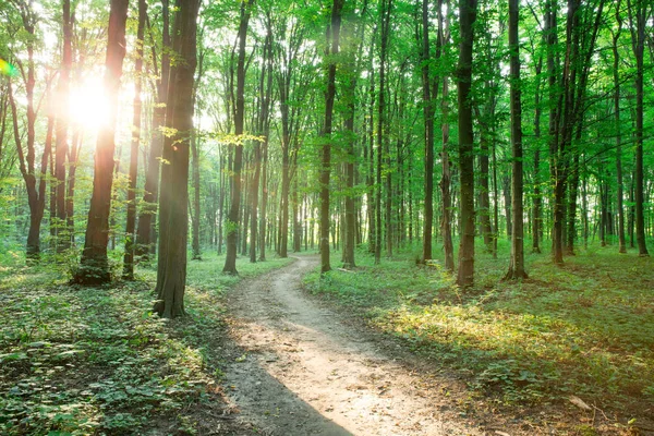 Leśne drzewa. natura zielone drewno sunlight tła — Zdjęcie stockowe