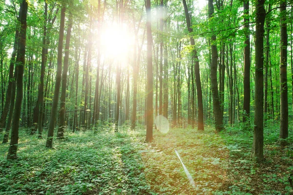 Des arbres forestiers. nature vert bois lumière du soleil milieux — Photo
