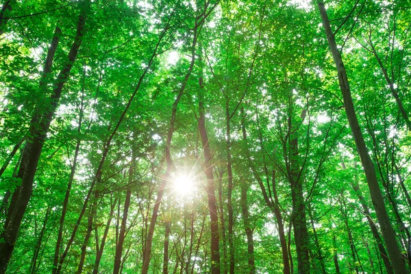 Florestas. natureza verde madeira fundos de luz solar — Fotografia de Stock