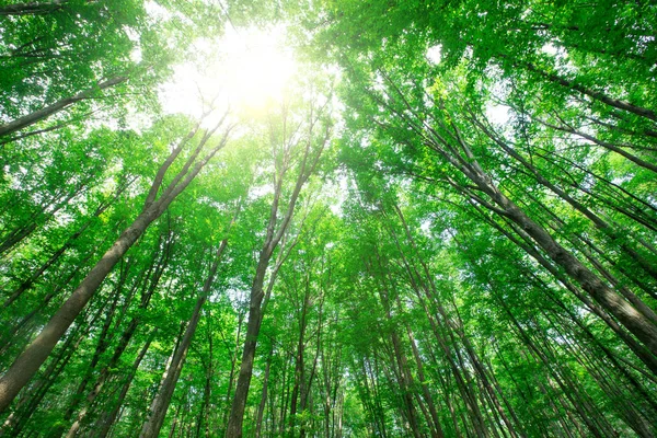 Erdőfák. természet zöld fa napfény hátterek — Stock Fotó