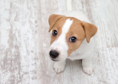 Yavru köpek yerde oturuyor. Jack Russell Terrier. Küçük tapılası