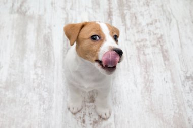 Yavru köpek yerde oturuyor. Jack Russell Teriyer