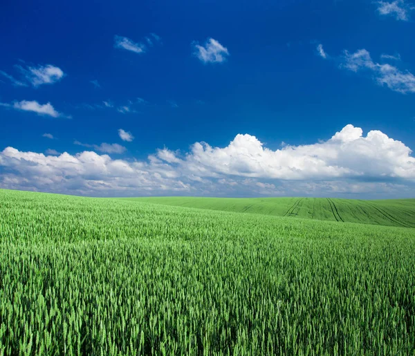 Gräsfält och perfekt himmel. ängsmark — Stockfoto