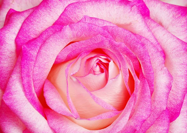 Um close-up de uma rosa rosa — Fotografia de Stock