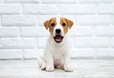 Köpek yavrusu Jack Russell Terrier. Köpek tahta zeminde oturuyor.. 