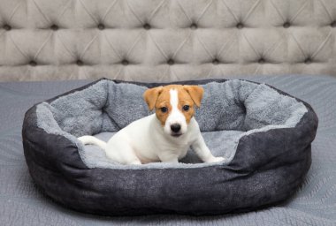 Jack Russell Terrier köpeği evde takılıyor.