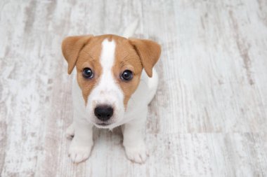 Yavru köpek yerde oturuyor. Jack Russell Teriyer
