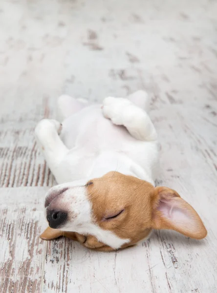 Welpe Auf Dem Boden Sitzend Jack Russell Terrier Kleine Entzückende — Stockfoto