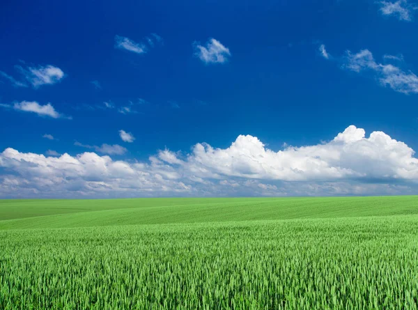 草と完璧な空のフィールド 草地の風景 — ストック写真